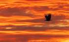Bald eagle silhouetted against sunset over the Salish Sea Botanical Print